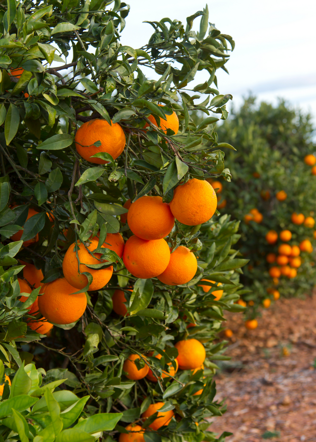 Valencia Orange (Citrus × Sinensis ’Valencia’) NEW! X-Large Nursery Pot (2-4 ft)